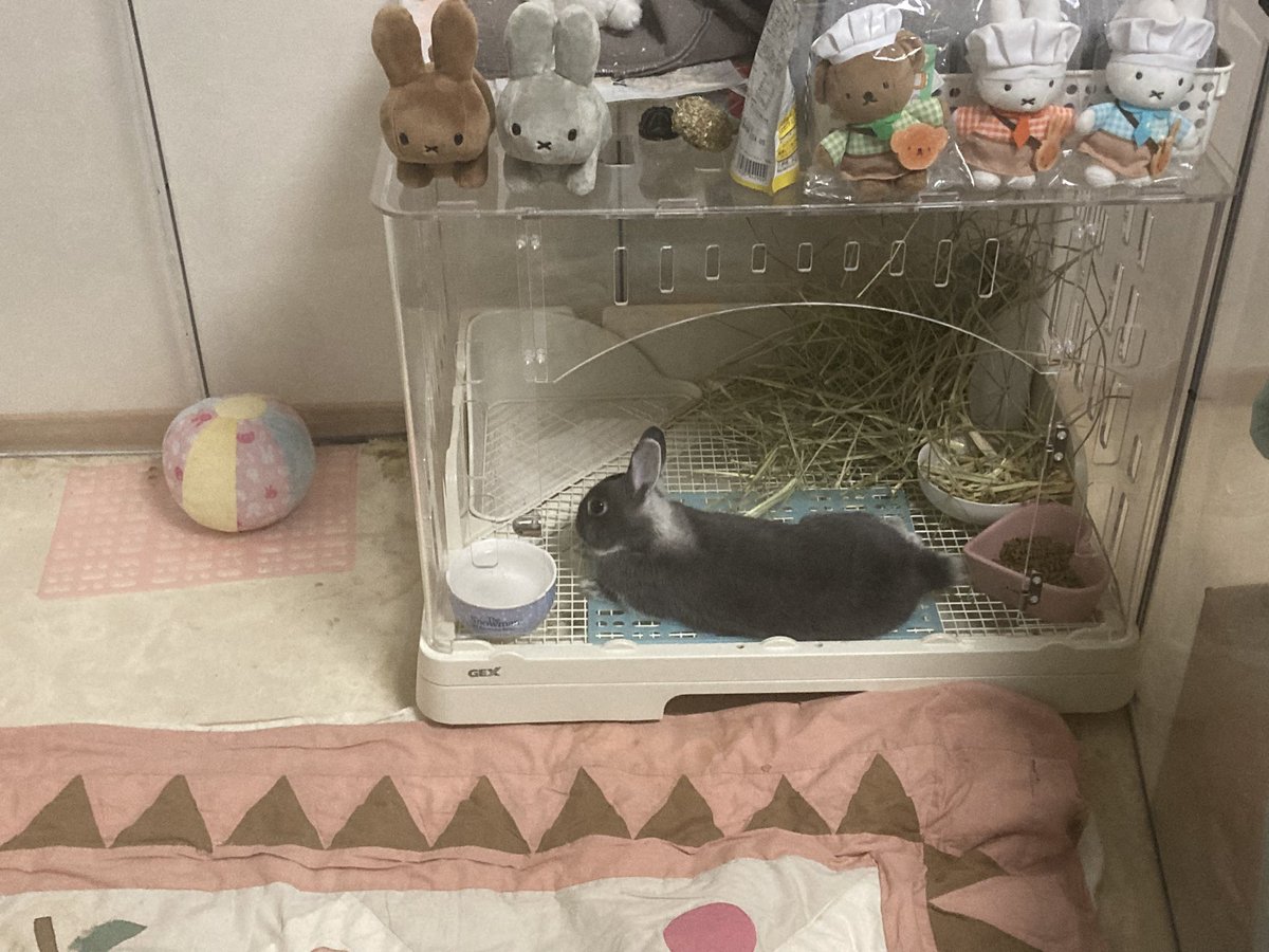 rabbit_mi_malon's tweet photo. こんにちは♪
ネザーランドドワーフのみぃちゃん2歳4ヶ月です。
クーラーも付けてますが…暑さでだらけてます。
#うさぎのいる暮らし 
#うさぎ好きさんと繋がりたい https://t.co/KOgBAtk64O
