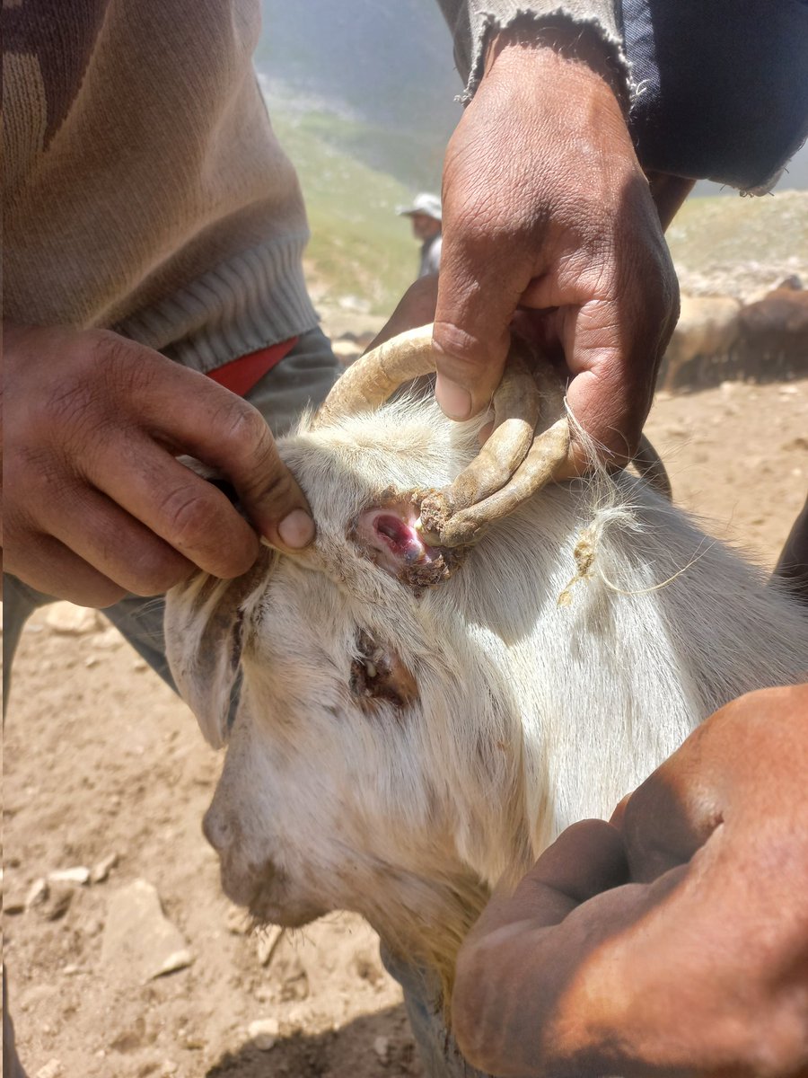 Don't worry, we saved the goat!