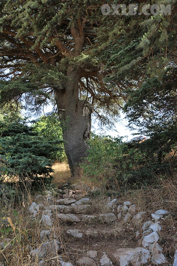 onefineart's tweet photo. The last stairs before leaving the forest of Maaser Barouk in Chouf region... https://t.co/hdWRmI3x87
#maaser #chouf #barouk #mylebanon #stairs #lebanon https://t.co/1kLedjT8we
