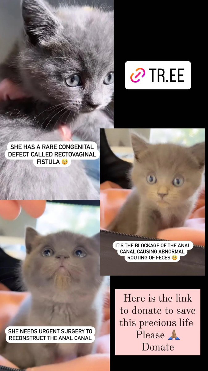 faizairmac's tweet photo. https://t.co/7wKp92VHX5
Please donate and help this kitten live the full life she deserves 🙏🏽
#GoFundMe #savekitten #rescuecats #rescueaustraliancats https://t.co/6XvgByZpsu