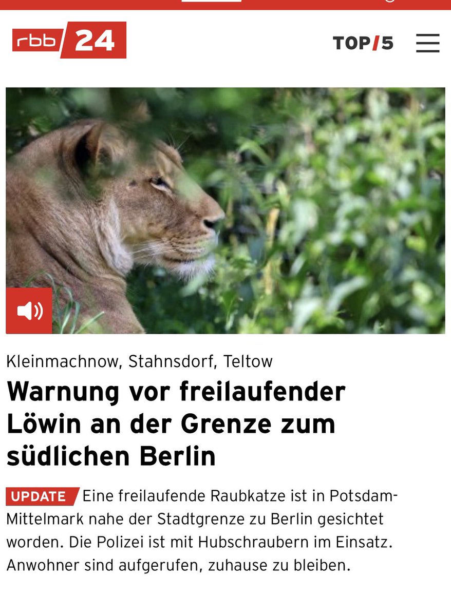 Wenn ich nach ein paar Jahren in Südafrika eins sagen: ihr möchtet unbewaffnet keiner #Löwin im Freien begegnen 

Stehen bleiben, Brüllen und bei einem Angriff versuchen mit der Faust ins Gesicht zu schlagen. Der Löwe wird versuchen Hals oder Gesicht anzugreifen

#Berlin