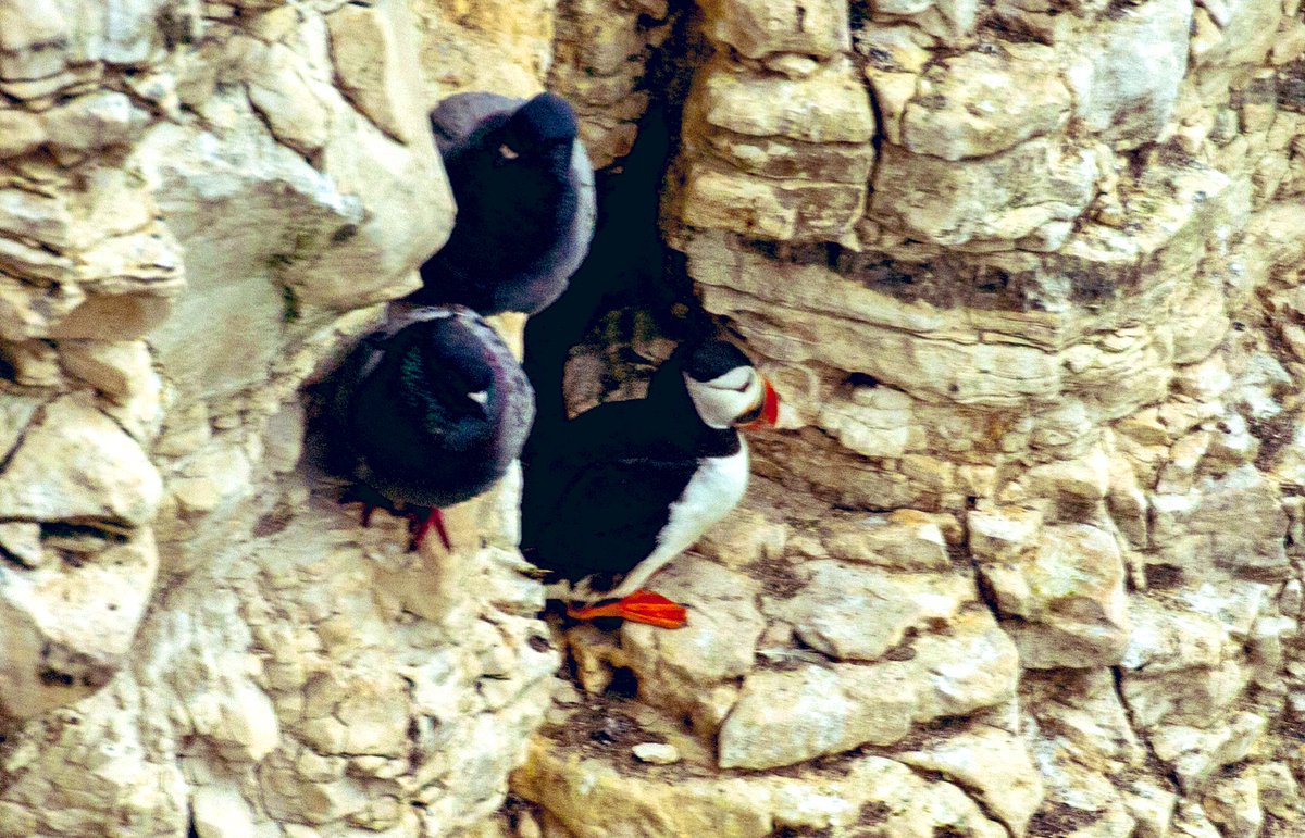 Bempton Cliffs and superb location! Love the Gannets and Puffins!! <a href="/RSPBEngland/">RSPB England</a> <a href="/Bempton_Cliffs/">RSPB Bempton Cliffs</a>