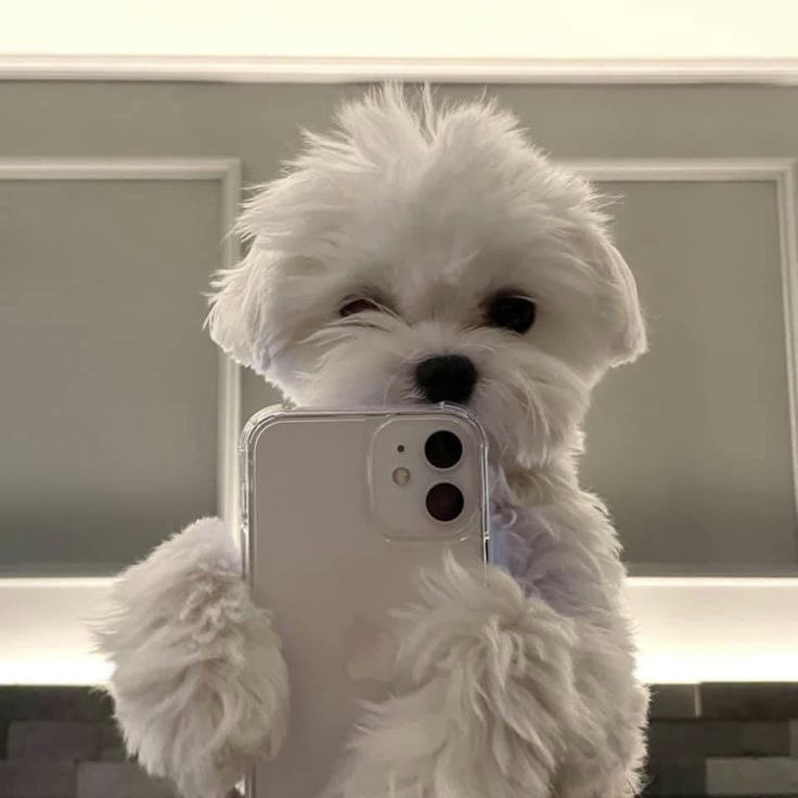 도영이 그냥 강아지잖아..