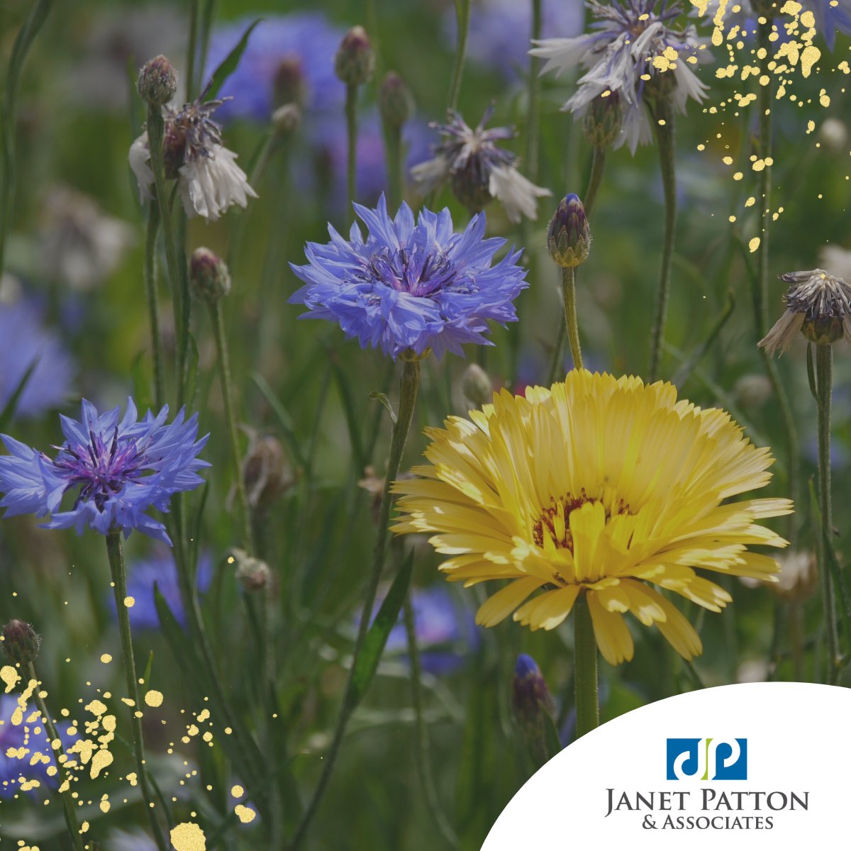 Janet Patton tweet media