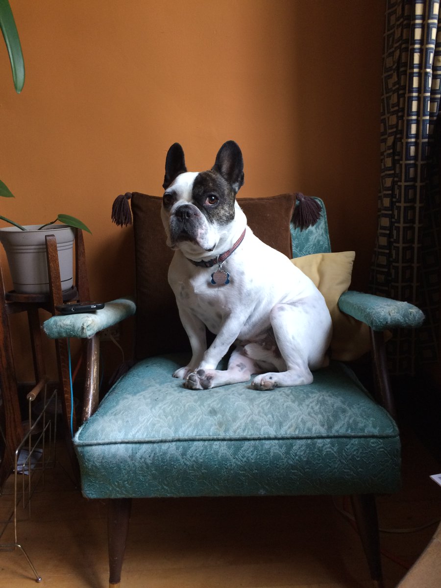 marisasano's tweet photo. Emmett the Meatball 
December 3, 2011-July 19, 2023 https://t.co/xoOa264liP