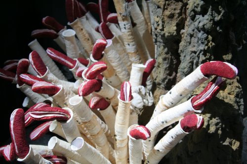 Deep_Sea_Facts's tweet photo. Giant tube worms grow near hydrothermal vents and has a long hard body made of collagen that protects the worms soft inner body. They can grow to a staggering 10feet long #facts #deepsea https://t.co/FoC5Ad4q98