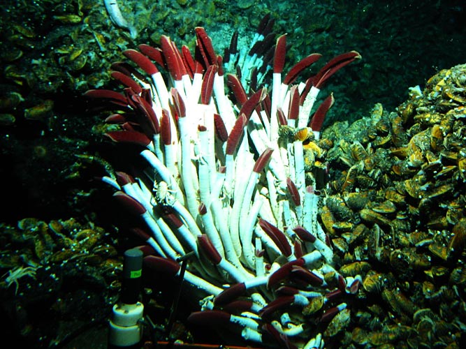 Deep_Sea_Facts's tweet photo. Giant tube worms grow near hydrothermal vents and has a long hard body made of collagen that protects the worms soft inner body. They can grow to a staggering 10feet long #facts #deepsea https://t.co/FoC5Ad4q98