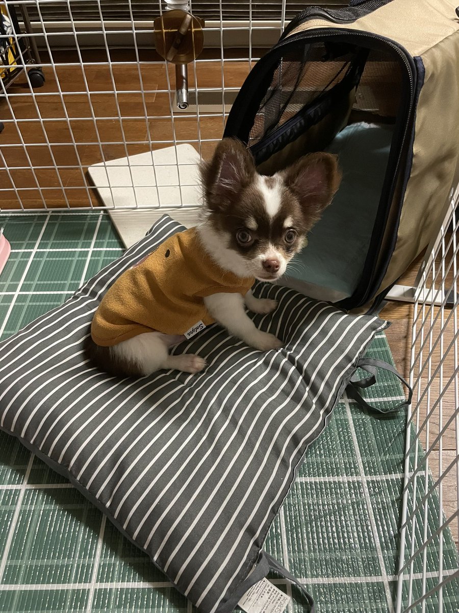藤塩🗻🧂 tweet media