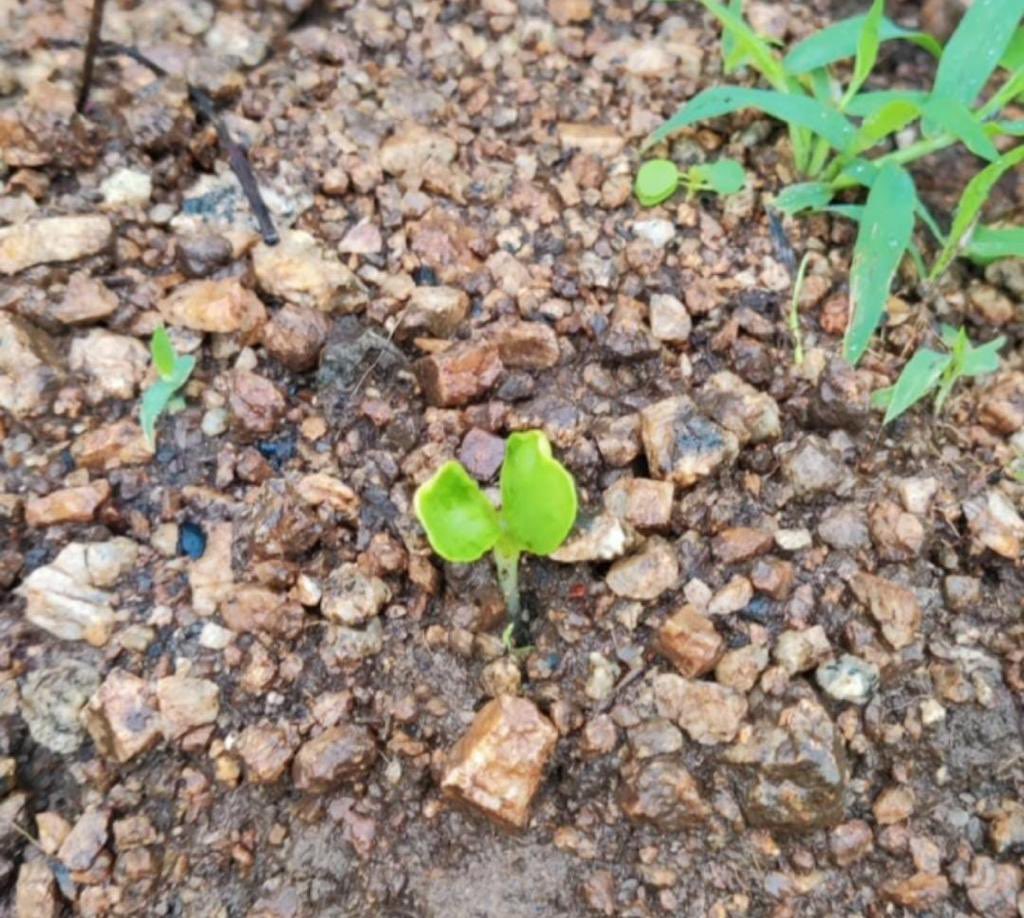 "એક લીલી કુંપળે પત્થર ફાડીને ધરતી પર વહાલ વરસાવ્યું,
જાણે કે અંબાજીના આંગણે જંગલ ધસી આવ્યું"

સીડબોલમાંથી ફૂટેલી સુંદર લીલીછમ કુંપળ 🌱