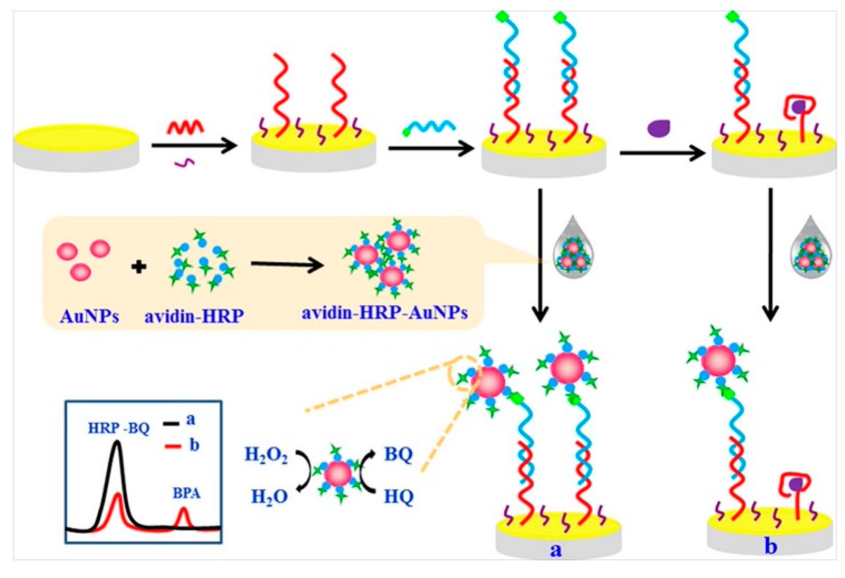 Applsci's tweet image. 📢 Read our Review paper

📚 Aptamer-Based #Biosensors for the Analytical Determination of #BisphenolA in #Foodstuffs
🔗 mdpi.com/2076-3417/12/8…
👨‍🔬 by Dr. Marica Erminia Schiano et al.

#openaccess #bisphenols #biosensors #aptasensors #foodsafety