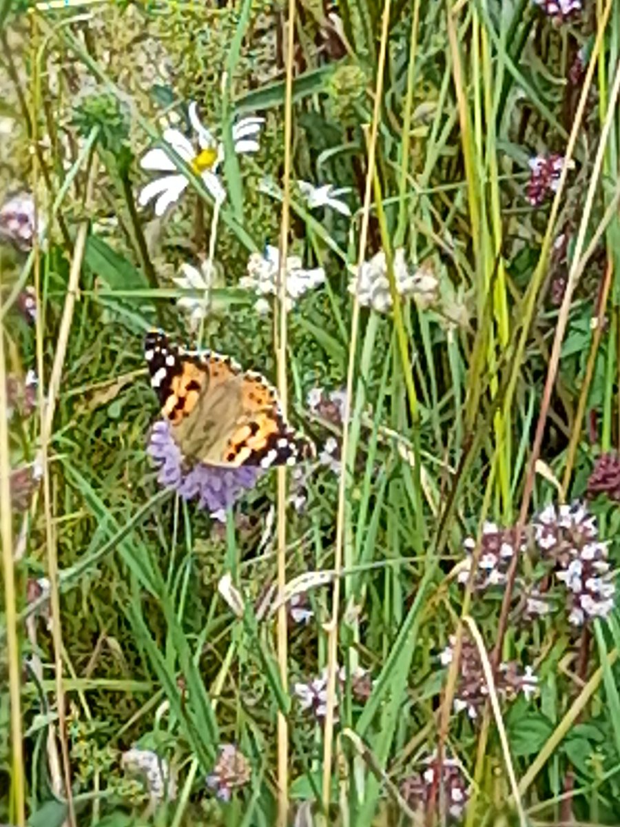 Anne Wright tweet media