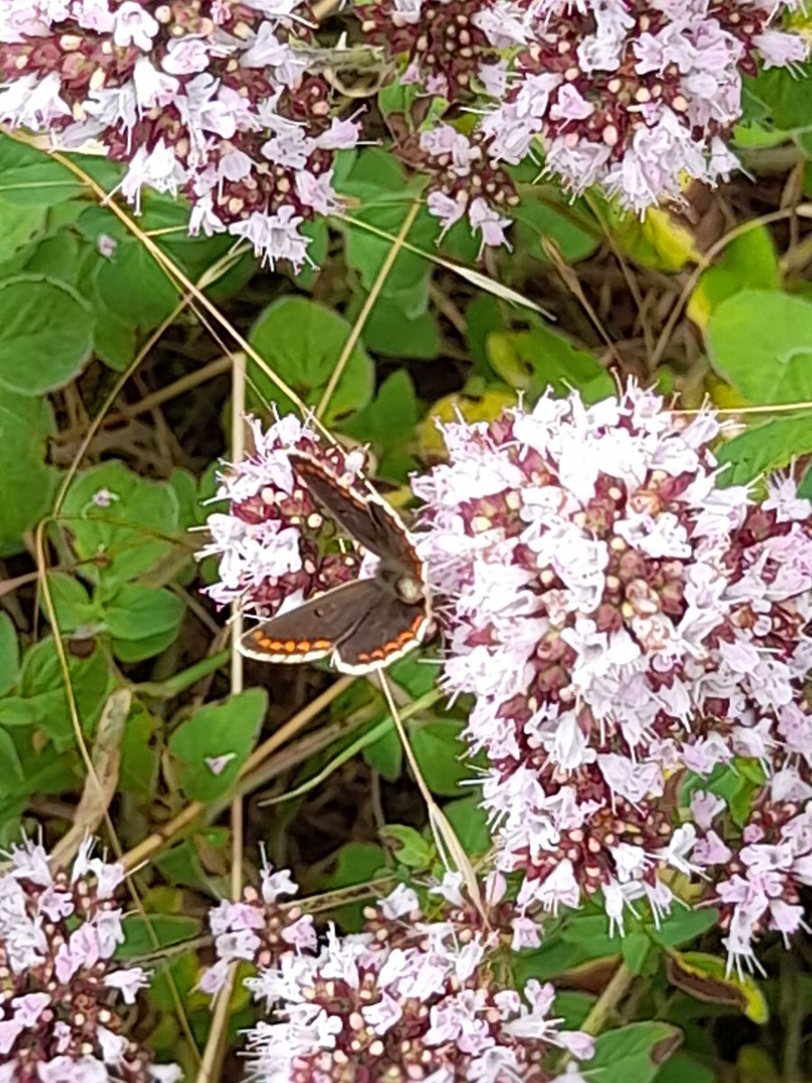 Anne Wright tweet media