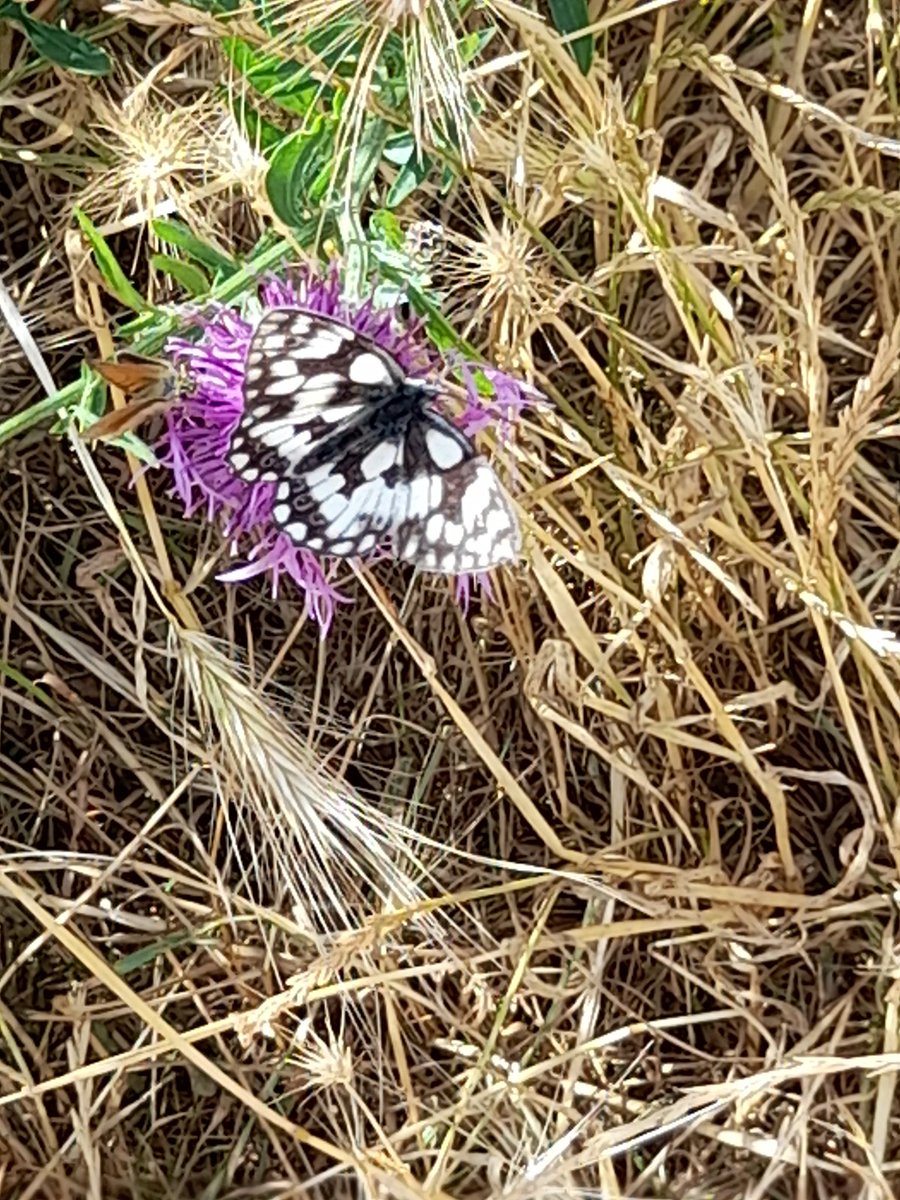 Anne Wright tweet media