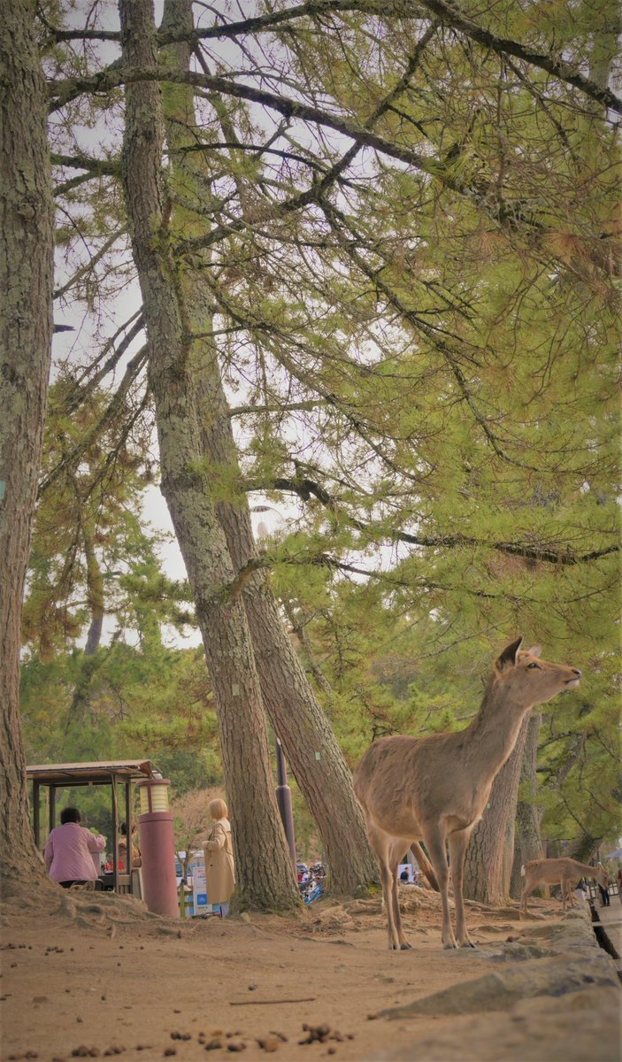 StevenLu168's tweet photo. Nara Park
#nikon #z50 #dx16-50 https://t.co/iIW5Lses6j