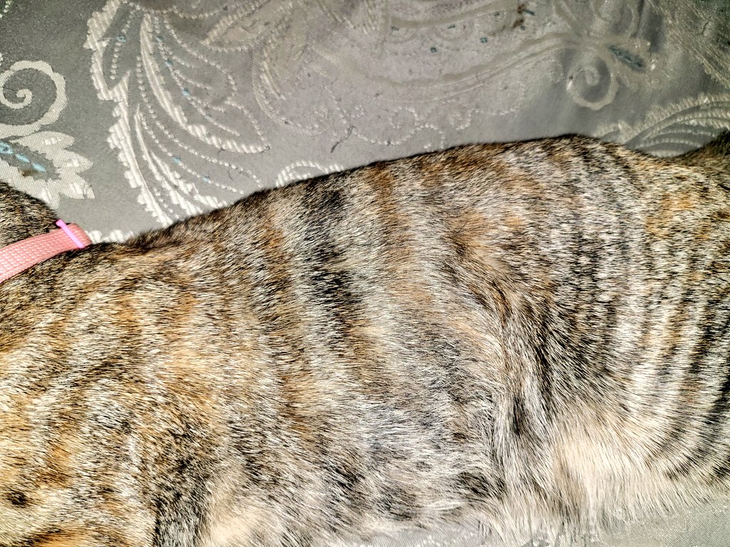 Allie_Belle1231's tweet photo. I know I am biased, bc I adore her but serious question here:
Did God start off making a tabby and dunked her in #calico paint on accident before he sent her my way? ...Just me?
Is she #unique or just #anothercat? LMK your thoughts. My son and I are deeply debating this. ๐คฃโค๏ธ๐ค https://t.co/dog5DAYdo7