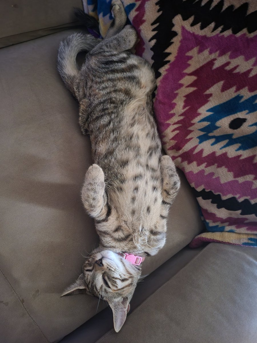 Allie_Belle1231's tweet photo. I know I am biased, bc I adore her but serious question here:
Did God start off making a tabby and dunked her in #calico paint on accident before he sent her my way? ...Just me?
Is she #unique or just #anothercat? LMK your thoughts. My son and I are deeply debating this. ๐คฃโค๏ธ๐ค https://t.co/dog5DAYdo7
