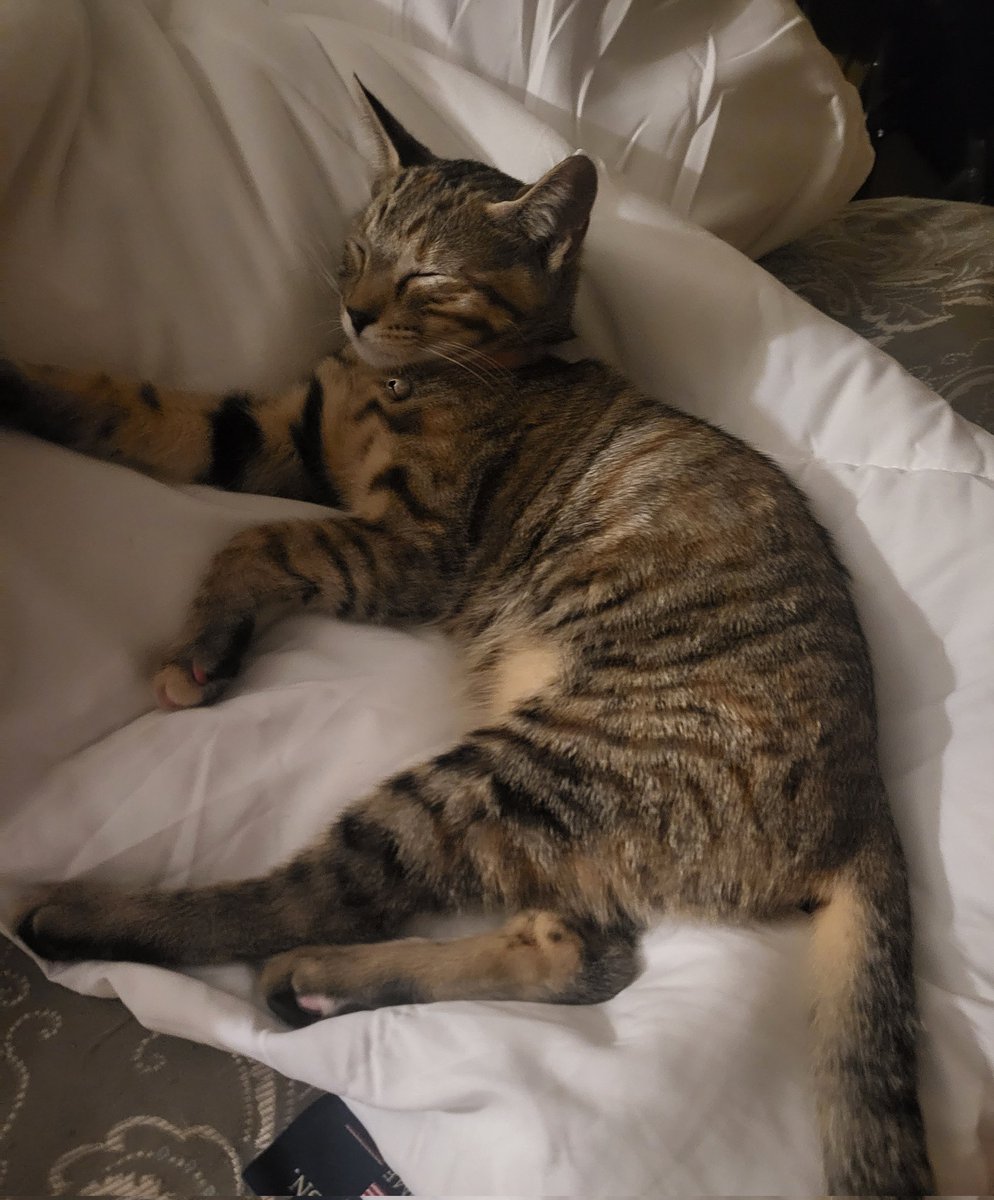 Allie_Belle1231's tweet photo. I know I am biased, bc I adore her but serious question here:
Did God start off making a tabby and dunked her in #calico paint on accident before he sent her my way? ...Just me?
Is she #unique or just #anothercat? LMK your thoughts. My son and I are deeply debating this. ๐คฃโค๏ธ๐ค https://t.co/dog5DAYdo7