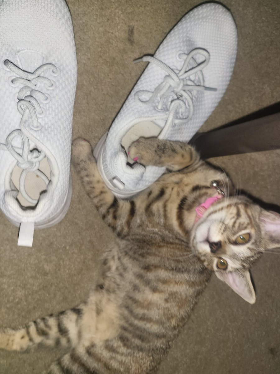 Allie_Belle1231's tweet photo. I know I am biased, bc I adore her but serious question here:
Did God start off making a tabby and dunked her in #calico paint on accident before he sent her my way? ...Just me?
Is she #unique or just #anothercat? LMK your thoughts. My son and I are deeply debating this. ๐คฃโค๏ธ๐ค https://t.co/dog5DAYdo7