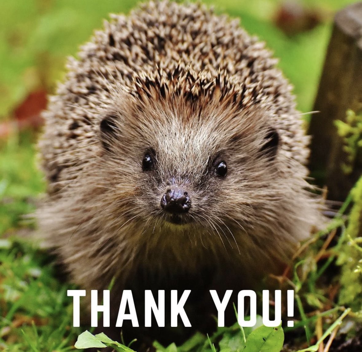 Pumpkin’s Wildlife Hospital tweet media