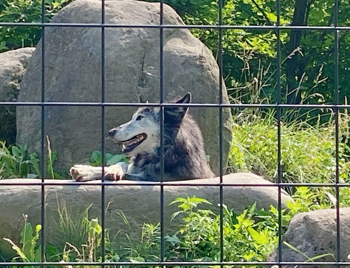 とりあえず動物園。くそあつ