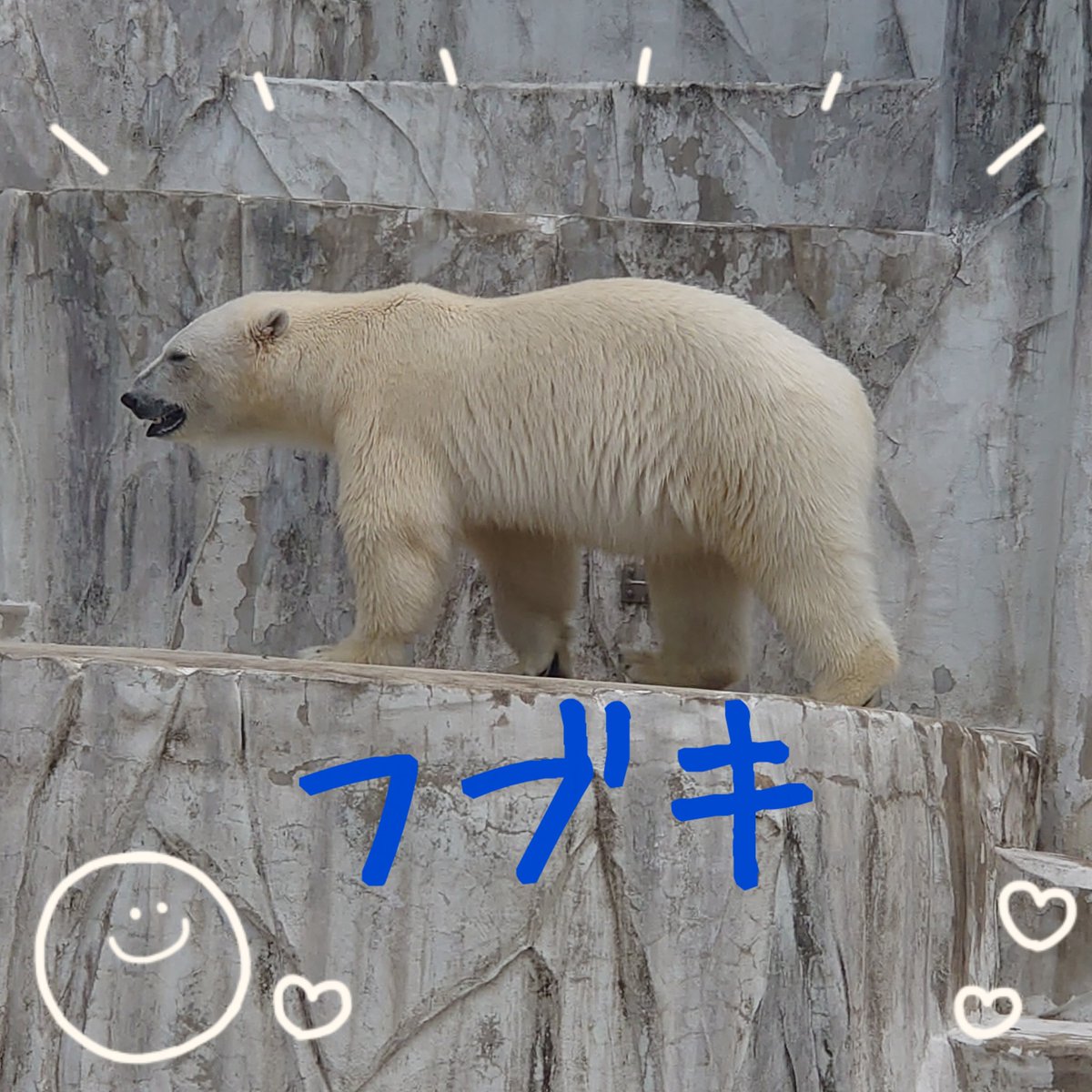 aachan2901's tweet photo. @tN00penv7rVOfcT 歌詞がハマりすぎて泣いちゃう🥲
無理なく過ごしてね🙏🏻🥺🍀*゜ 
名古屋のフブキも元気です！ https://t.co/xdvupXoC7U