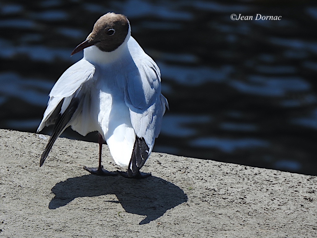 JeanDornac's tweet photo. Mouette rieuse en train de traquer les parasites dans son plumage, elle donne l’impression d’ouvrir ses ailes pour nous accueillir... #mouette #rieuse #traquer #parasites #plumage #impression #ouvrir #ailes #accueillir #Aiguillon #Lannion #CôteArmor #Bretagne #France https://t.co/3hgOTsTdID
