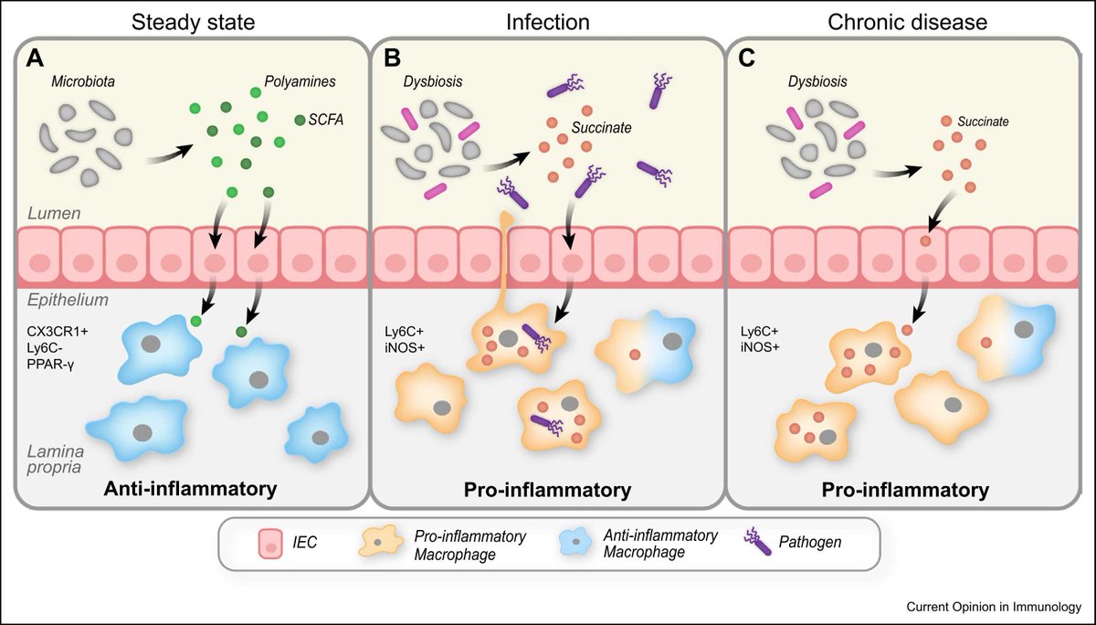 How macrophage immunometabolism directs infection in the tissue? 
sciencedirect.com/science/articl….  

Congrats to PhD student Hadar Ben-Arosh <a href="/LabAvraham/">Avraham lab</a> <a href="/WeizmannScience/">Weizmann Institute</a>  

Thanks a lot <a href="/SunnyShinLab/">Dr. Sunny Shin</a> and <a href="/ProfHartland/">Elizabeth Hartland</a> for the opportunity to contribute.