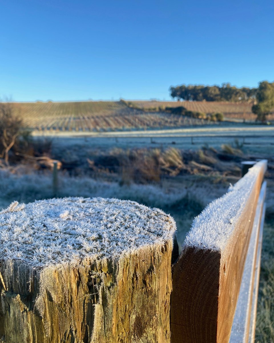 Did you catch the memo? It's been COLD this week. We're dialling up winter, just in time for Winter Reds! ❄️ 📷: thanks to Lachlan Allen of @barristersblockwines   #wintertime #adelaidehillswine