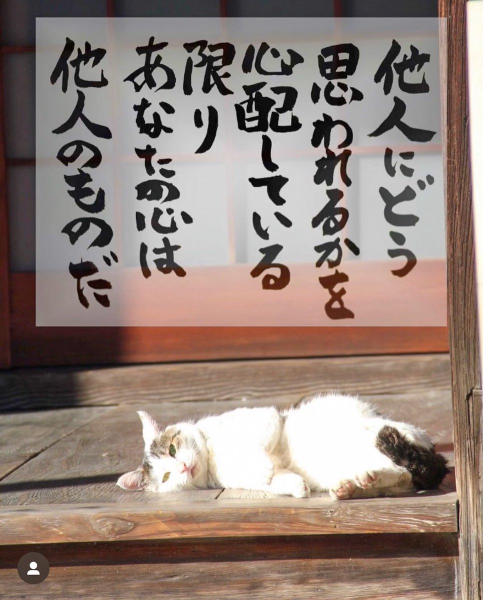 ネコさんから人間さんへ今日の一言