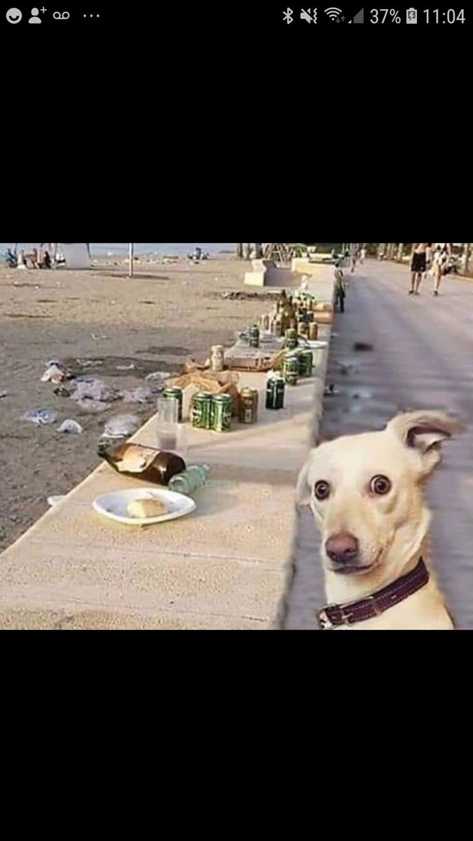 Les chiens ne dont pas autorisés sur les plages car ils sont sales ! 🤔🤔🤔🤔