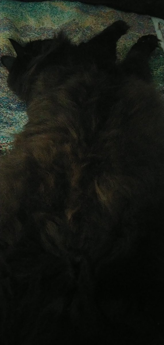 kaktusflower's tweet photo. I love this little man. #babycat #constantcompanion #BlackCat https://t.co/uZ4J5NTCw2