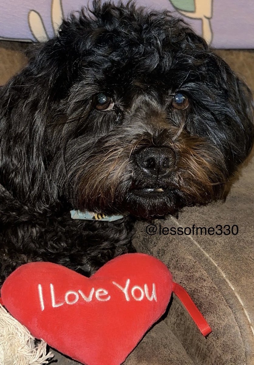 lessofme330's tweet photo. Frens it is too late for da #WednesdayswiffWillow post. I will return wiff a new rhyme next week. Instead,  I’m sending all my luffs out for Christina and Scruffy.  We miss you so much, sweet Scruffy. Please come out so your mom can find you!  #findScruffy #saveScruffy @80sqween https://t.co/ycln2K8Xmt