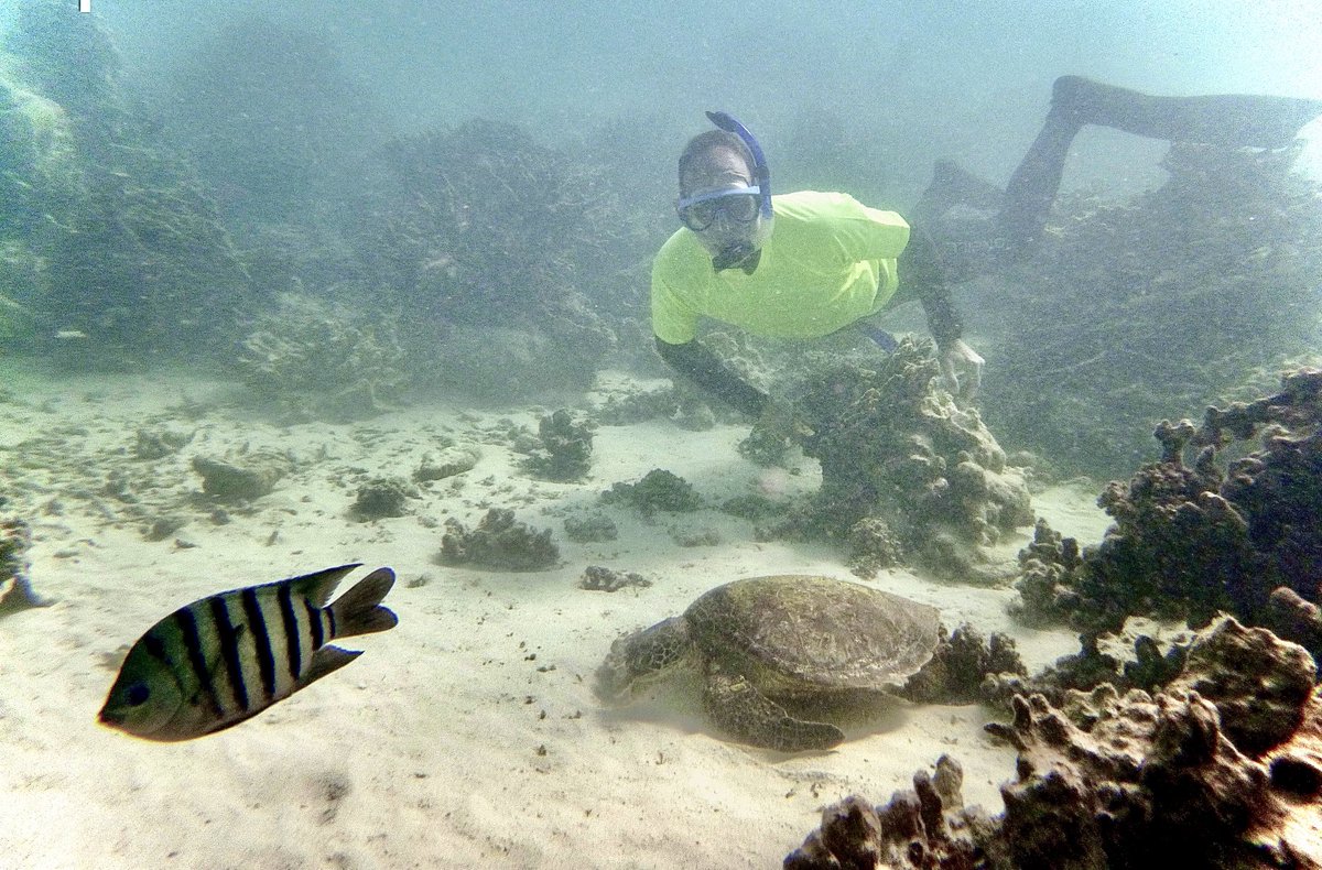 1jonevans's tweet photo. Made a new friend this morning but we got photobombed by this stripy damselfish! (Bengal Sargeant) ⁦@annashortega⁩ ⁦@BiolSci_UWA⁩ https://t.co/aTvAgViymU