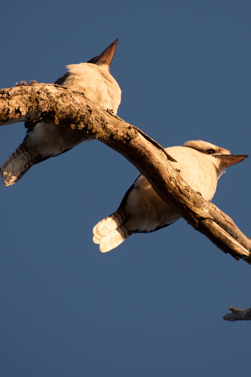danclough6's tweet photo. 2 Kookaburra enjoying the sunrise.
#animals #birds #wildlife #photography #Travel #wildlifephotography #wildlifeart #sunrise #outdoor #explore #nature #wildness https://t.co/proNnA940N