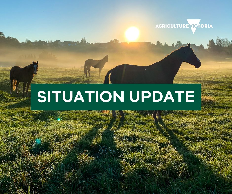 We're continuing to investigate a number of sudden horse deaths across Victoria. Our investigation continues to suggest no common link between the reported incidents, and no evidence of an infectious cause. Stay up to date: agriculture.vic.gov.au/horse-situation