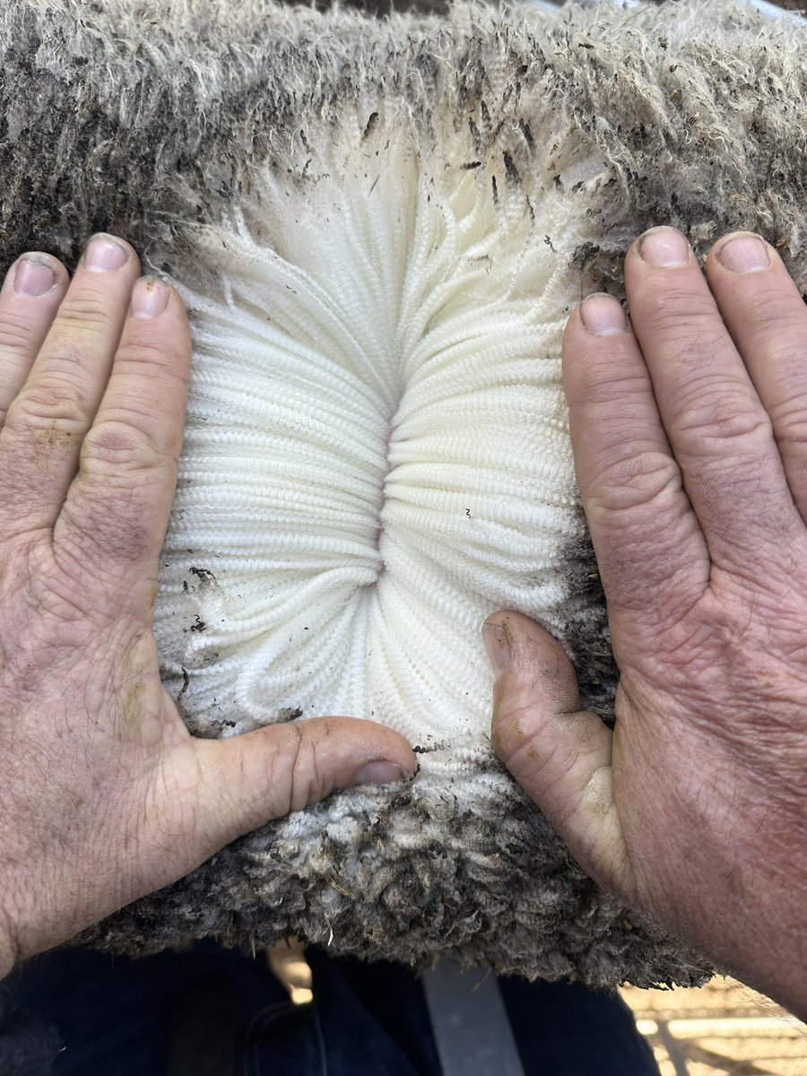 Charlie Blomfield tweet media