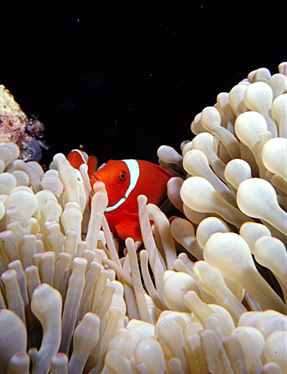Uit de oude (dia) doos… #duiken #onderwaterdia #amphibius