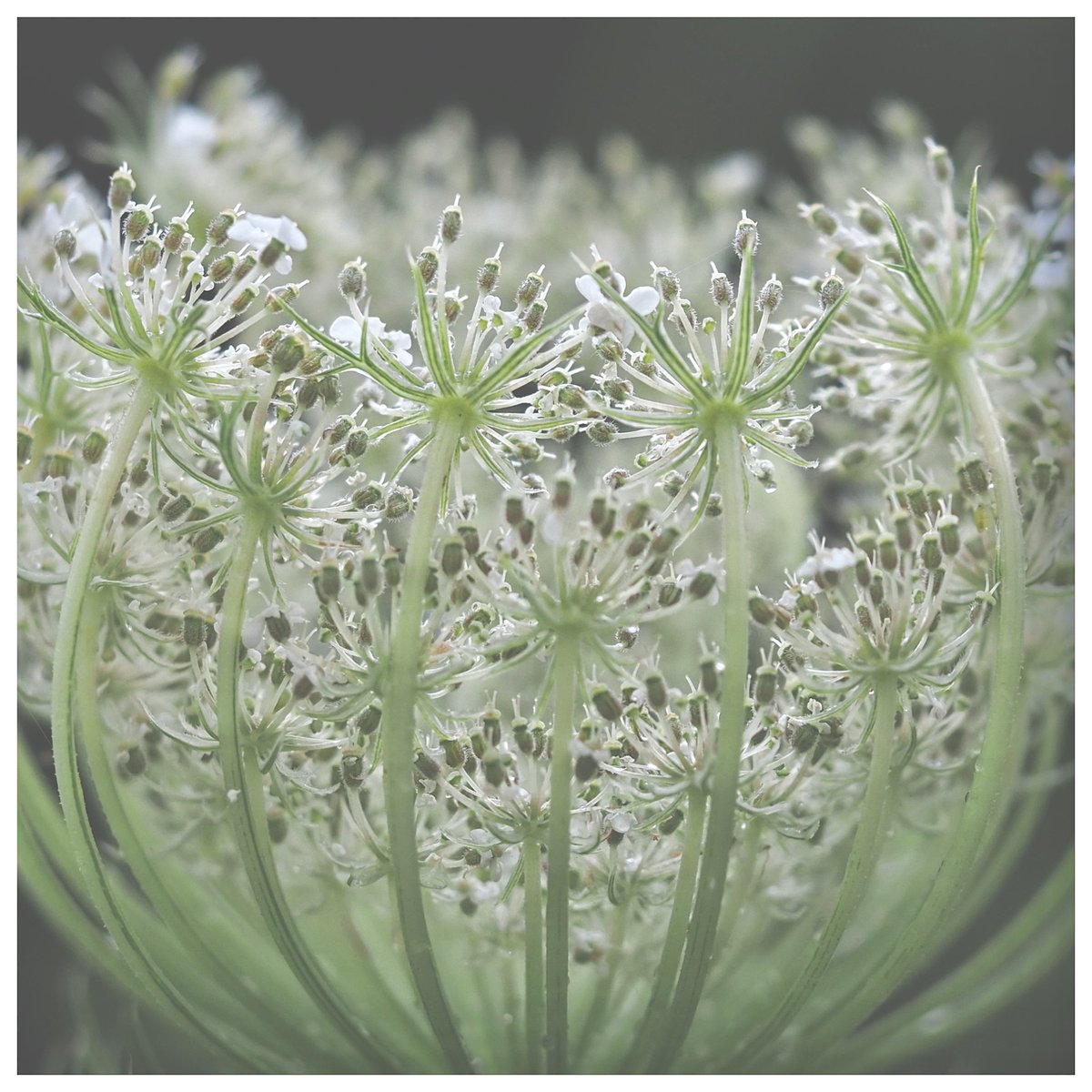 Wild carrot in the garden after the rain yesterday.