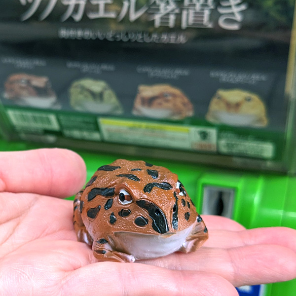 FROGS_Jiyugaoka's tweet image. ガチャガチャ新商品「ツノガエル箸置き」入荷‼️
frogs-shop.com/product/9531

現在の店頭ガチャ４種類は画像２枚目の通りです。
#ガチャガチャ #カプセルトイ #capsuletoy #扭蛋 #뽑기 #自由が丘 #カエル #frog #青蛙 #개구리