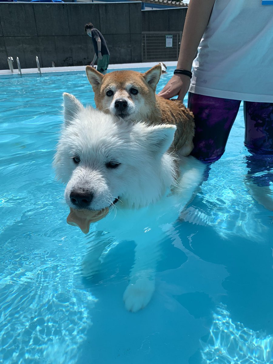 yuki07kota30's tweet photo. 虎太朗に乗るゆきむら🤣
顔よ🤣🤣🤣

＃柴犬
＃サモエド
＃仲良し姉弟
＃ハイランドドッグヤード https://t.co/P80InbMEMX