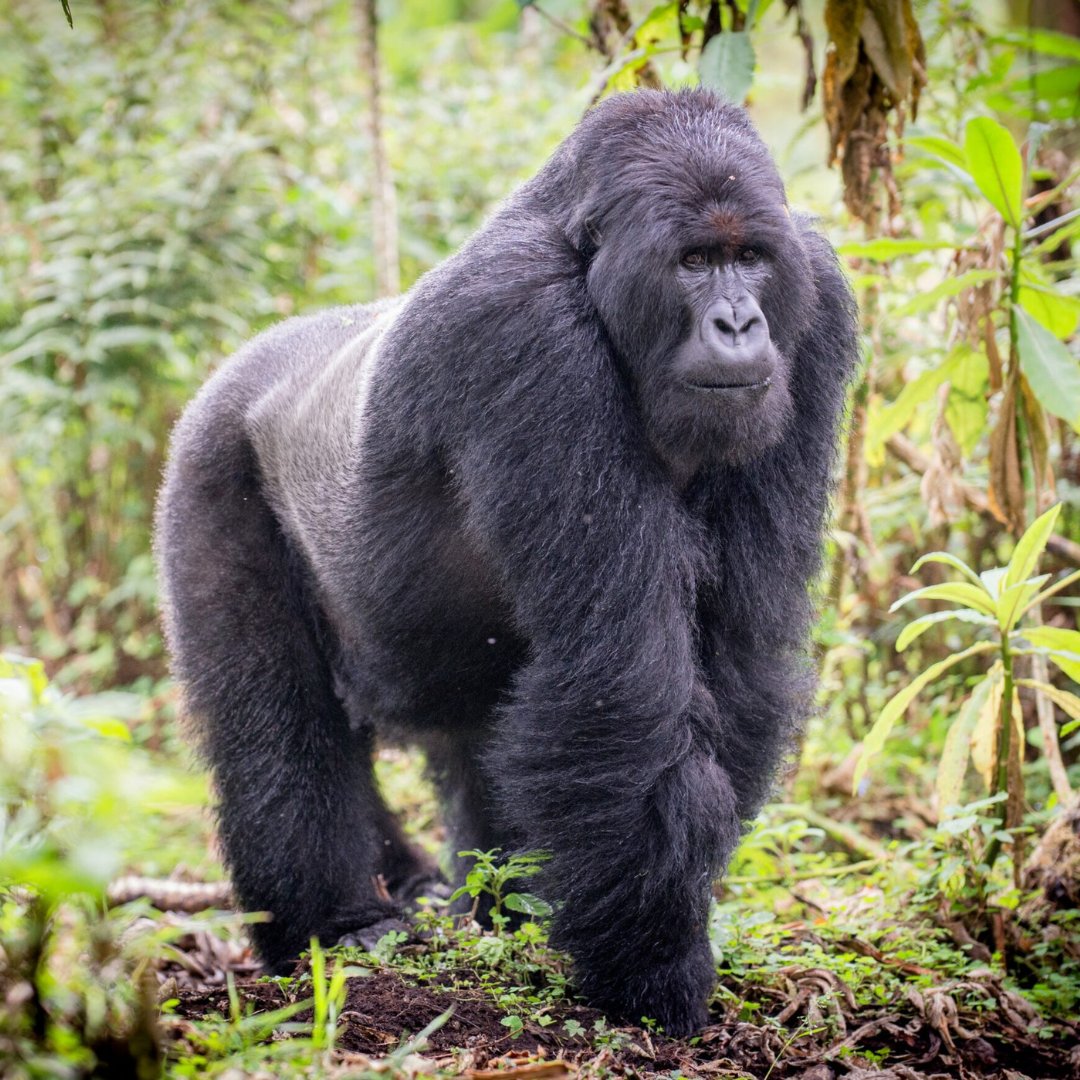 Their gentle nature and high intelligence have made the great apes of Africa popular among wildlife adventure seekers across the world.

Visit us @ gorillatrips.net/uganda-tours-a…

Call: +256-775-564060

info@gorillatrips.net

#silverback #uganda #mountaingorilla #bwindi