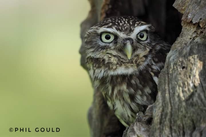 Little Owl

Always here for advice on wildlife photography, locations and Safaris. Sharing our passion and love for wildlife 🐾

wildlife-dreams.com 

#wildlifedreams #wildlifehides #wildlife #wildlifephotography #wildlifephotographer #wildlifeholidays #safari #travel