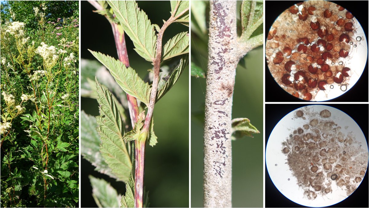 wheatpath's tweet photo. Powdery #mildew of meadowsweet (#Filipendula ulmaria) caused by #Podosphaera filipendulae, here with clustered cleistothecia (producing a single asci unlike Erysiphe ulmariae) heavily hyperparazited by #Ampelomyces quisqualis (peat bog 'Les Rauzes', Saint-Laurent-de-Lévézou, FR). https://t.co/MrMlnIBzR4