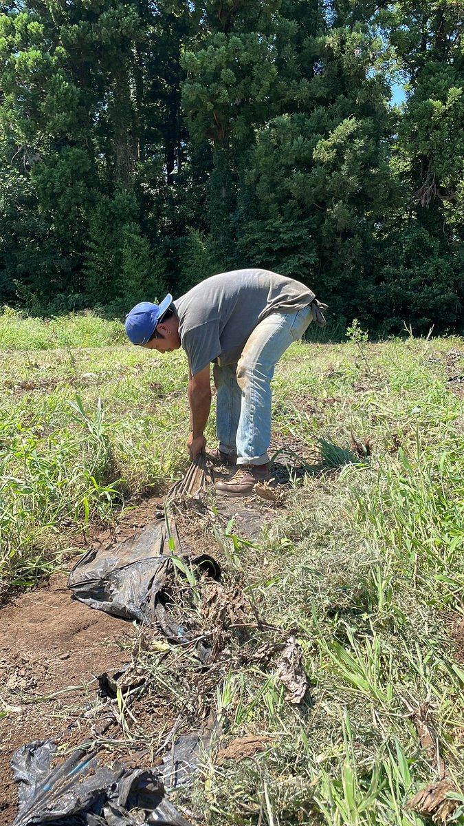 畑片付け中！
このビニールマルチは土に分解されないので一つ残らず取り切らないといけません！
炎天下だとこの作業が一苦労🥵