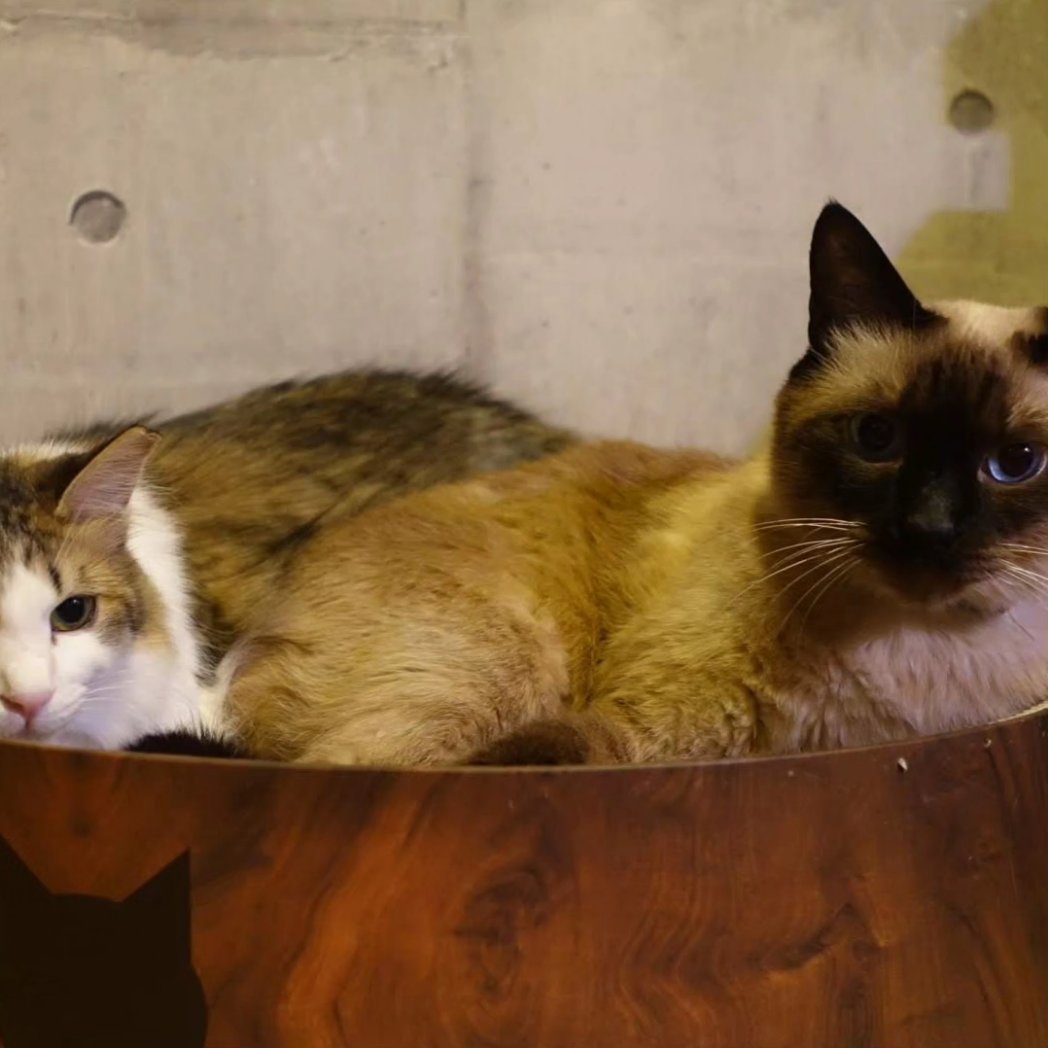 NANASEF29768's tweet photo. セーラちゃん（もねちゃんの妹分）、猫コロナウイルス陰性でした！
しばらくは他の猫ちゃんを触らないようにして、再発を予防します！
#FIP寛解　#再発予防 https://t.co/RhiZyy31Te
