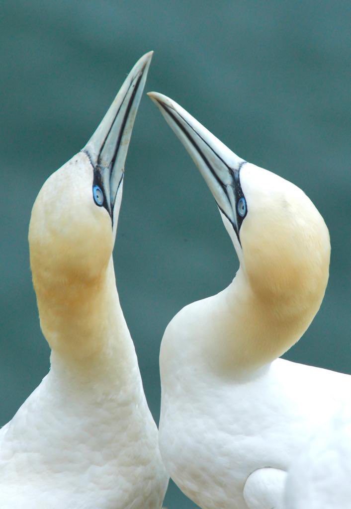 Accessible UK tweet media