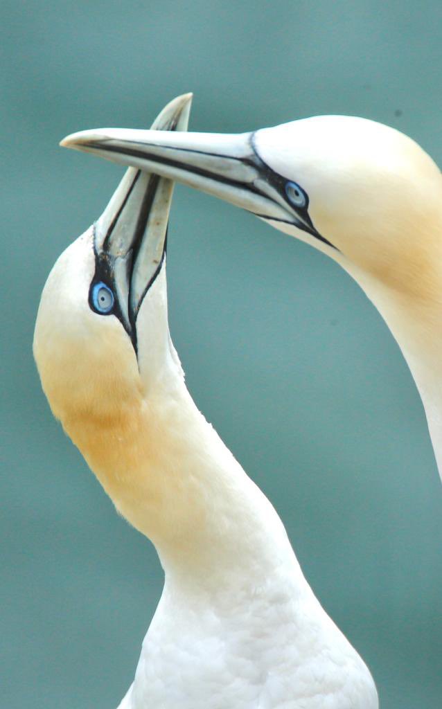 Accessible UK tweet media