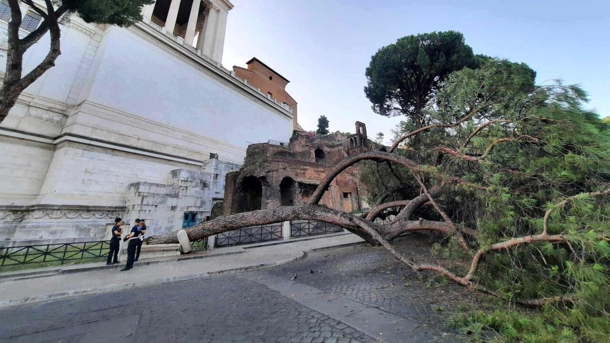 Tragedia sfiorata in #centro a Roma: pino crolla all'Altare della Patria, a due passi dal Campidoglio dlvr.it/SsS7g4