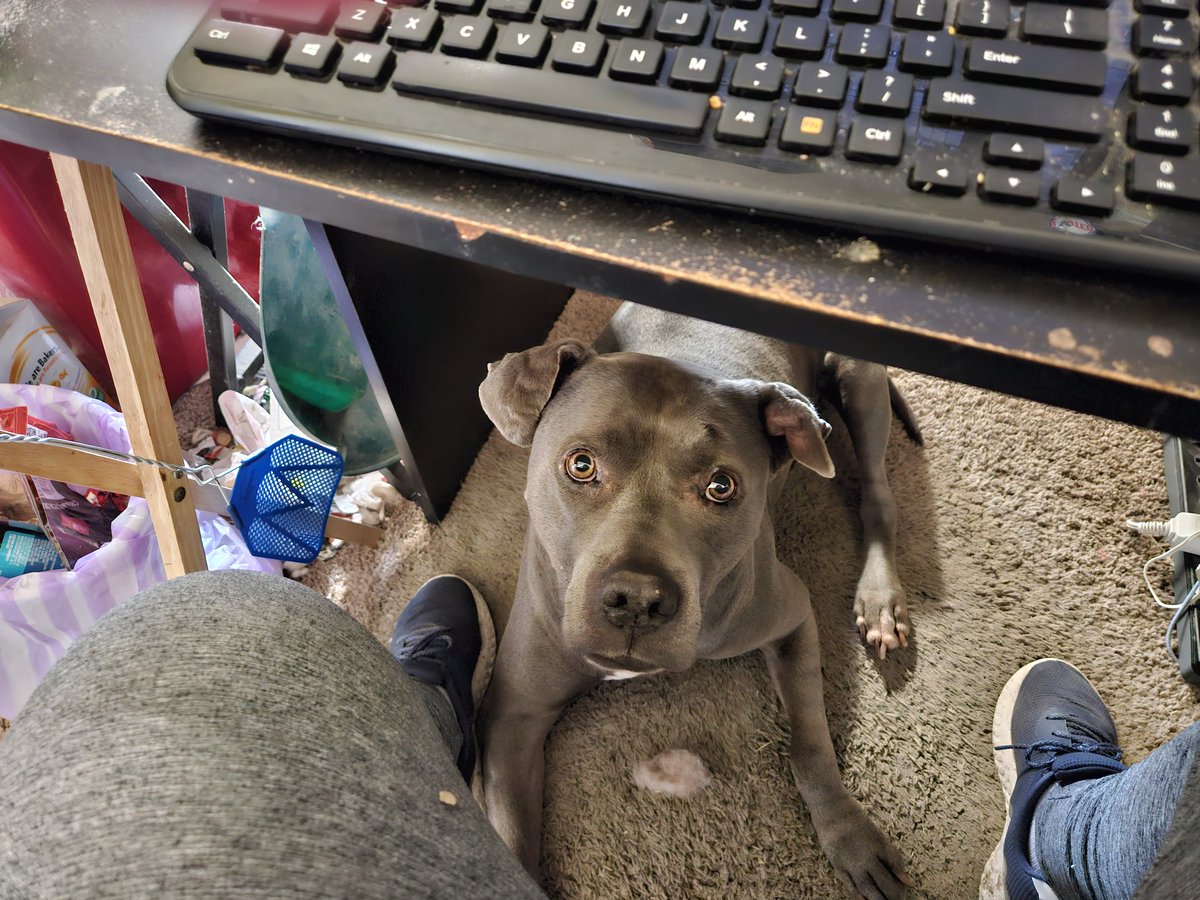 coraxcelticus's tweet photo. @ce_murphy @phiala Raven was hoping to get some grilled cheese. https://t.co/xMUZP0F7ch