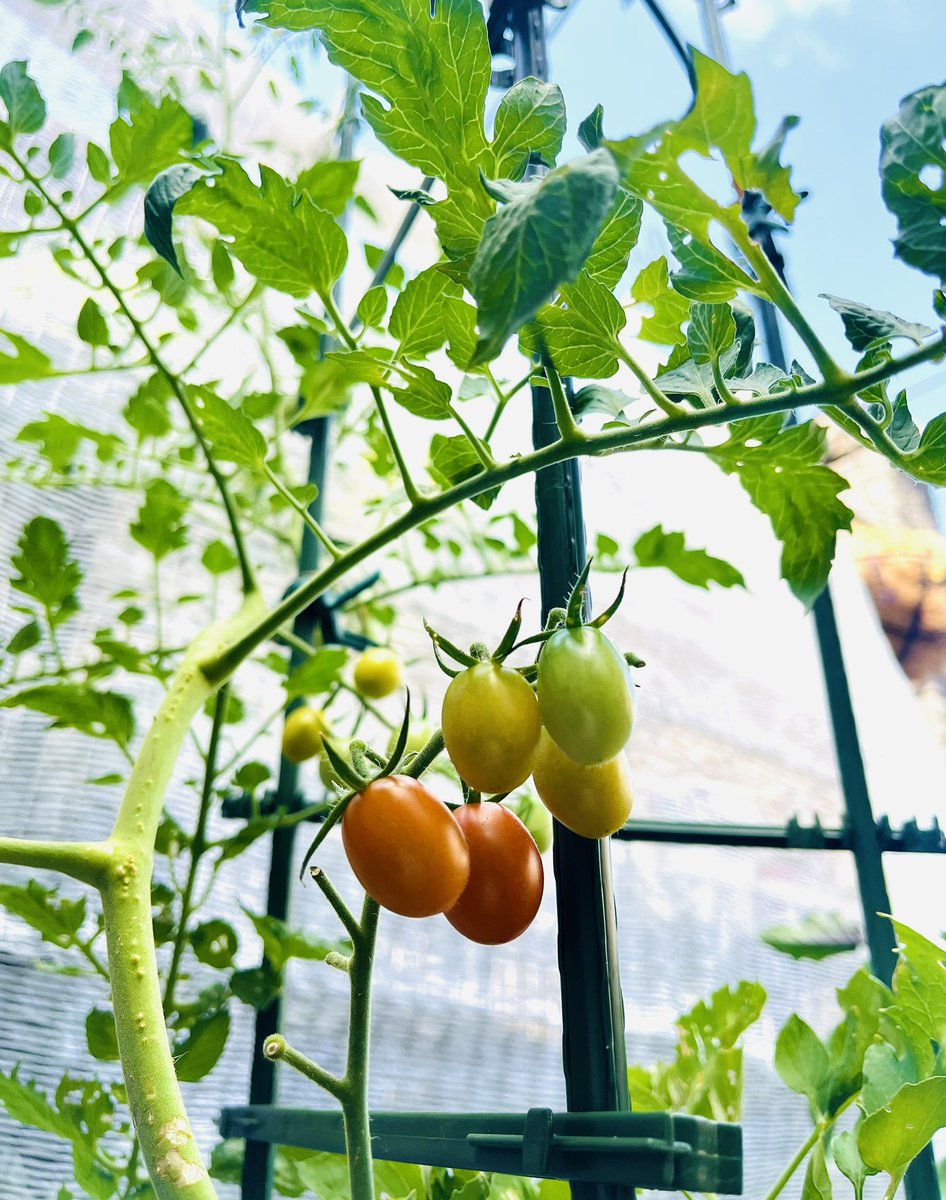 お久しぶりです☺️💓
とっても暑い日が続いてますがお元気でしょうか🍧

相変わらずお会い出来ないでおりますが、お誕生日コメントありがとうございますっ😭🎂
風船🎈飛ばなくなっちゃったのかな？
スクショしてアップしようと思ってたのに出来ないので、ベランダで育ててるトマトさんでも🍅